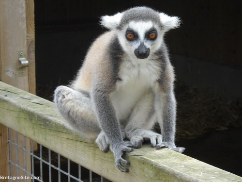 lemurien branfere bretagnesite