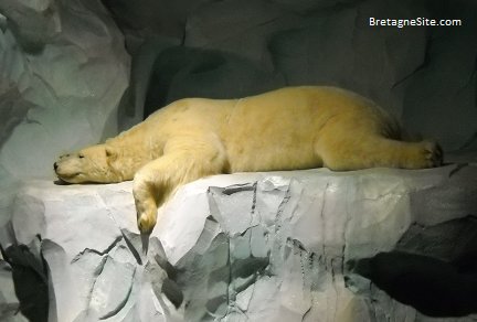ours polaire bretagnesite
